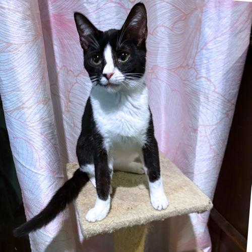 Enlarge Pepe, a Adoptable Domestic Short Hair in Rutherfordton, NC image 2/3