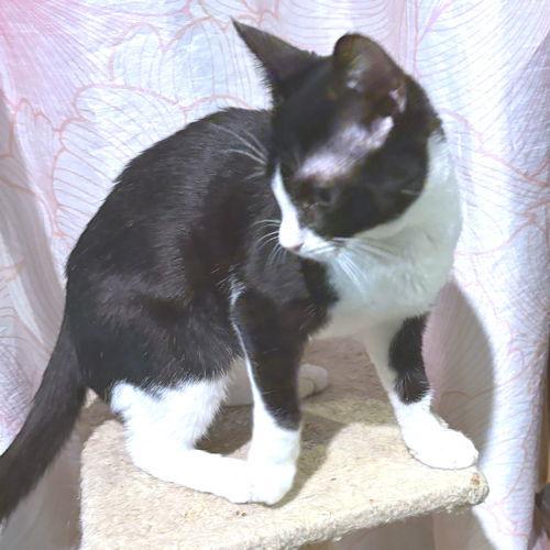 Enlarge Pepe, a Adoptable Domestic Short Hair in Rutherfordton, NC image 3/3