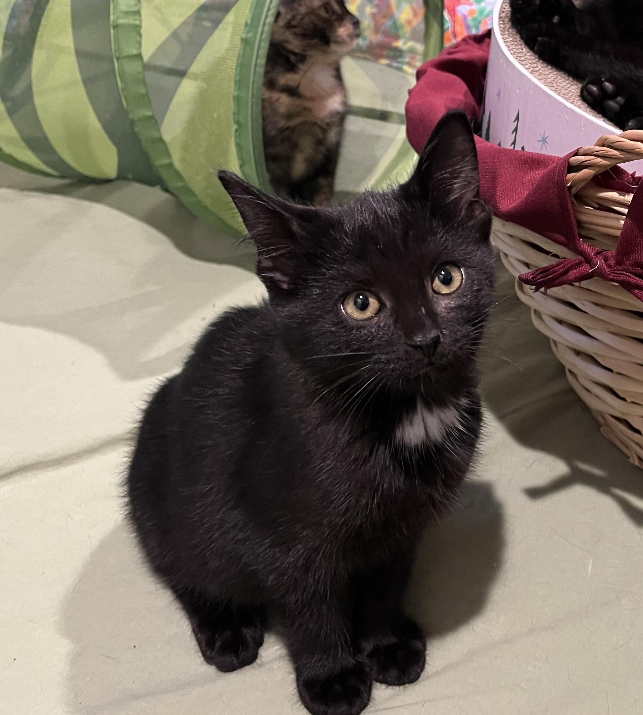 Simba, Adoptable, Young Male Domestic Short Hair.