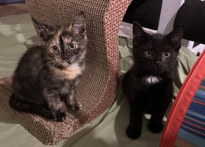 Simba, a Adoptable Domestic Short Hair in Hopkinton, MA image 2/2