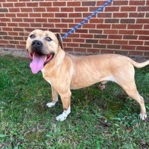 David, a Adoptable mixed breed in Washington DC, DC image 1/3