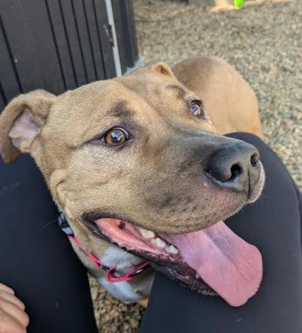 David, Adoptable, Young Male Boxer & Mixed Breed.