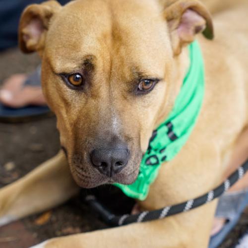 David, Adoptable, Young Male Boxer & Mixed Breed.