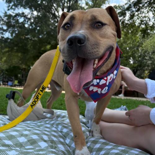 David, Adoptable, Young Male Boxer & Mixed Breed.