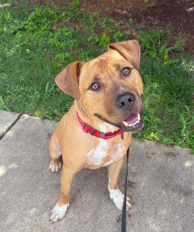David, Adoptable, Young Male Boxer & Mixed Breed.