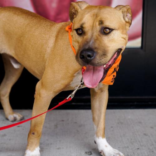 Enlarge David, a Adoptable mixed breed in Washington DC, DC image 2/6