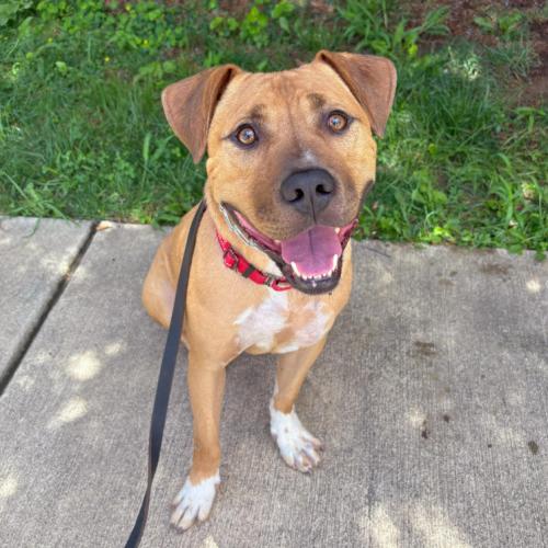 Enlarge David, a Adoptable mixed breed in Washington DC, DC image 2/6