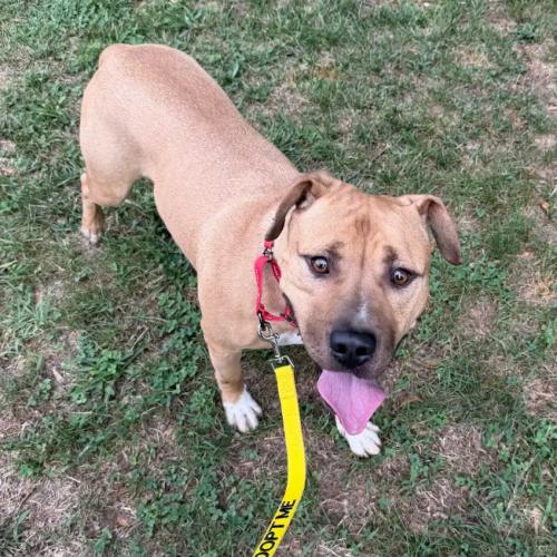 David, a Adoptable mixed breed in Washington DC, DC image 2/5
