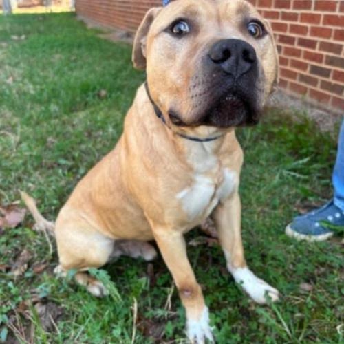 David, a Adoptable mixed breed in Washington DC, DC image 2/3