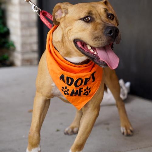 Enlarge David, a Adoptable mixed breed in Washington DC, DC image 3/6