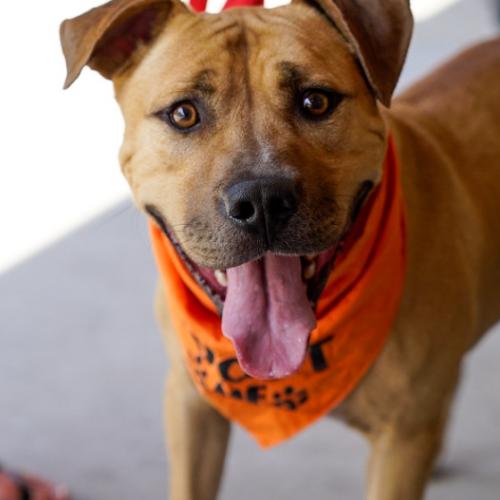 Enlarge David, a Adoptable mixed breed in Washington DC, DC image 4/6