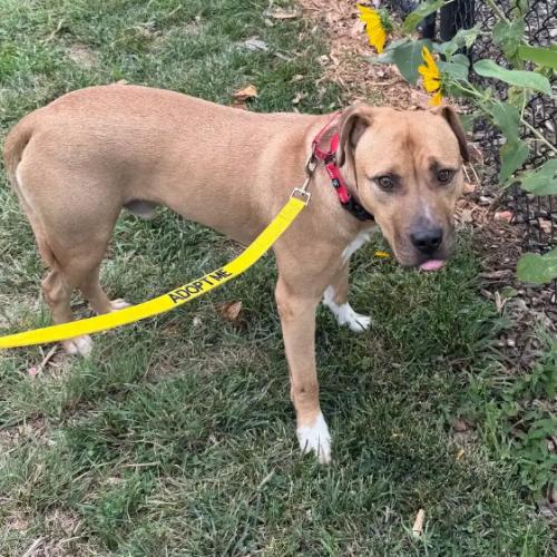 David, a Adoptable mixed breed in Washington DC, DC image 3/5