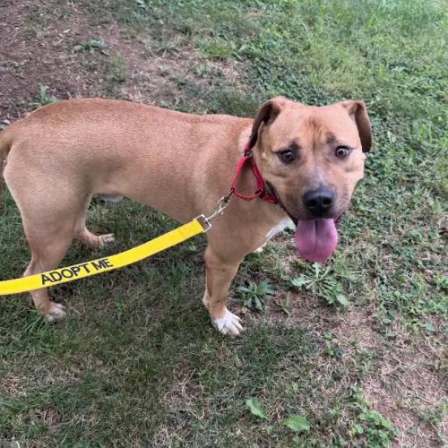 David, a Adoptable mixed breed in Washington DC, DC image 4/5