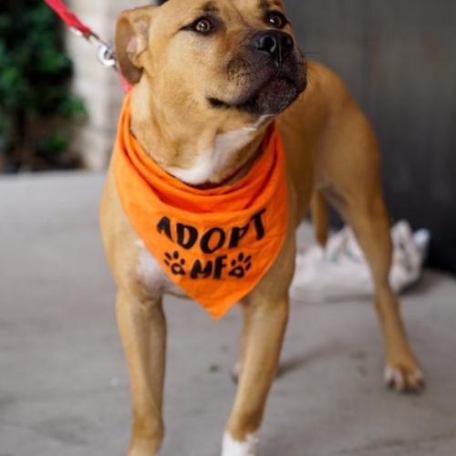 Enlarge David, a Adoptable mixed breed in Washington DC, DC image 5/6