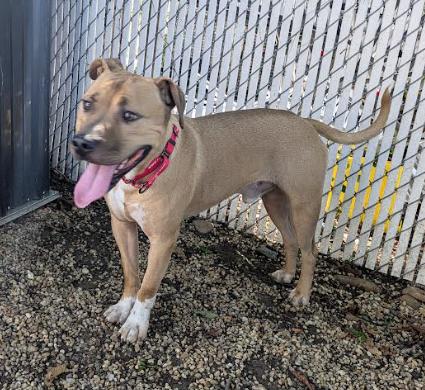 David, a Adoptable mixed breed in Washington DC, DC image 5/5
