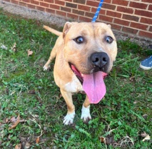 David, a Adoptable mixed breed in Washington DC, DC image 3/3