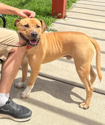 Enlarge David, a Adoptable mixed breed in Washington DC, DC image 6/6