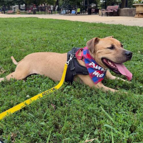 Enlarge David, a Adoptable mixed breed in Washington DC, DC image 6/6
