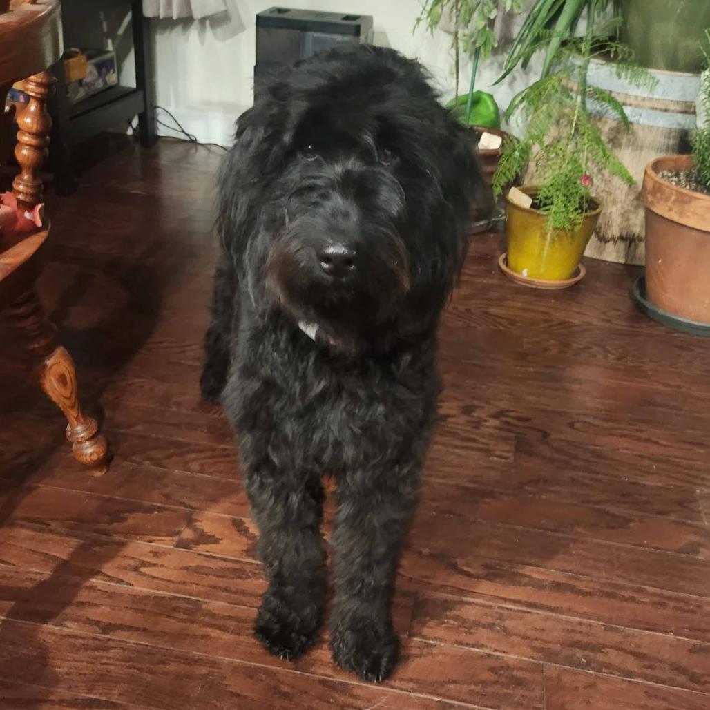 255 (2026) Nina, Adoptable, Young Female Black Labrador Retriever & Poodle.