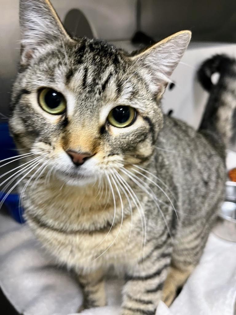 Theo, Adoptable, Young Male Domestic Short Hair.