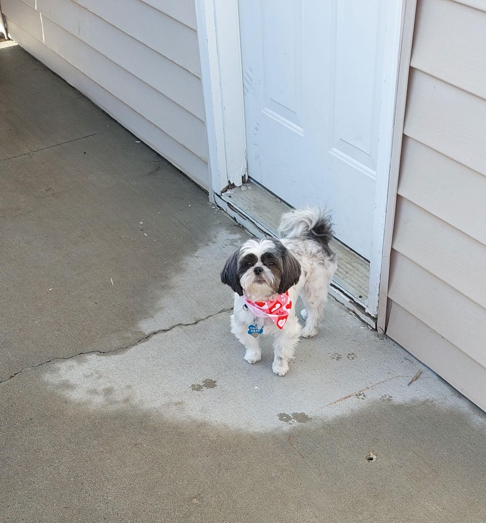 Topaz-ARR, Adoptable, Adult Female Shih Tzu.