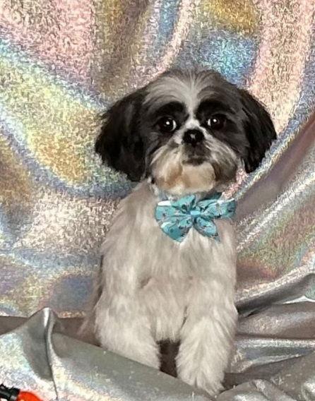 Enlarge Topaz-ARR, a Adoptable Shih Tzu in Pataskala, OH image 1/3