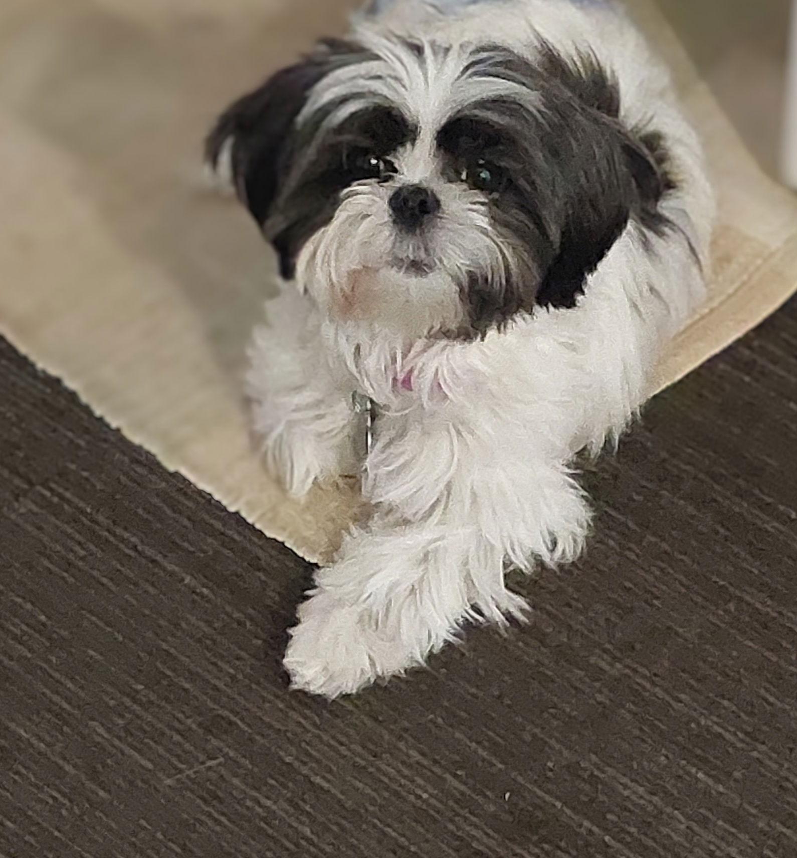 Enlarge Topaz-ARR, a Adoptable Shih Tzu in Pataskala, OH image 2/3