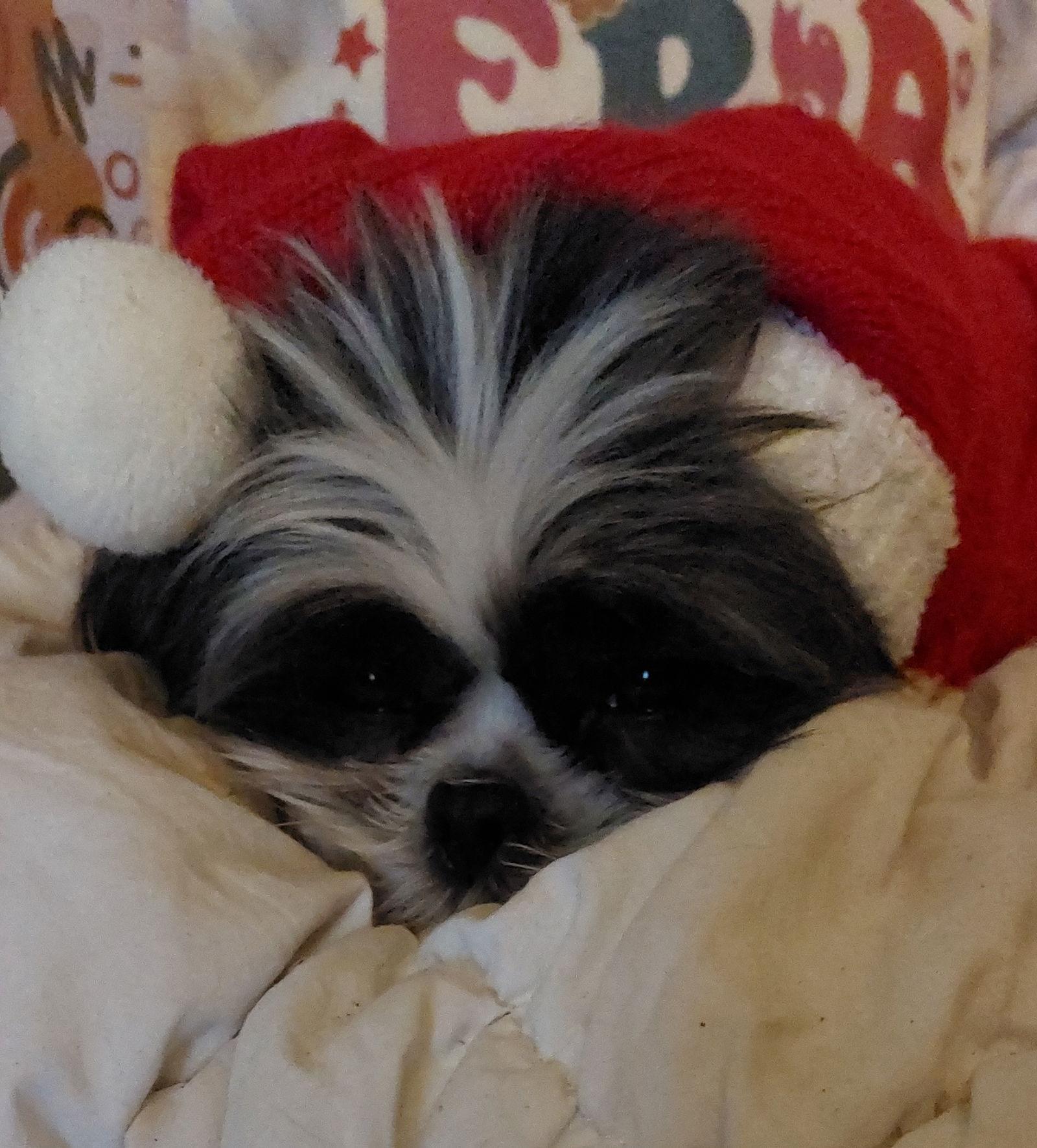 Enlarge Topaz-ARR, a Adoptable Shih Tzu in Pataskala, OH image 3/3