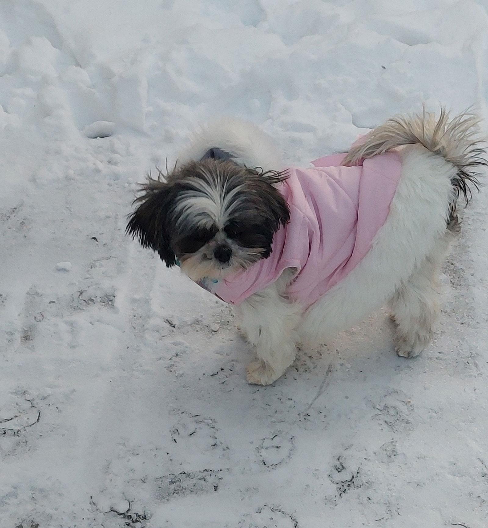 Topazarr thumbnail 3