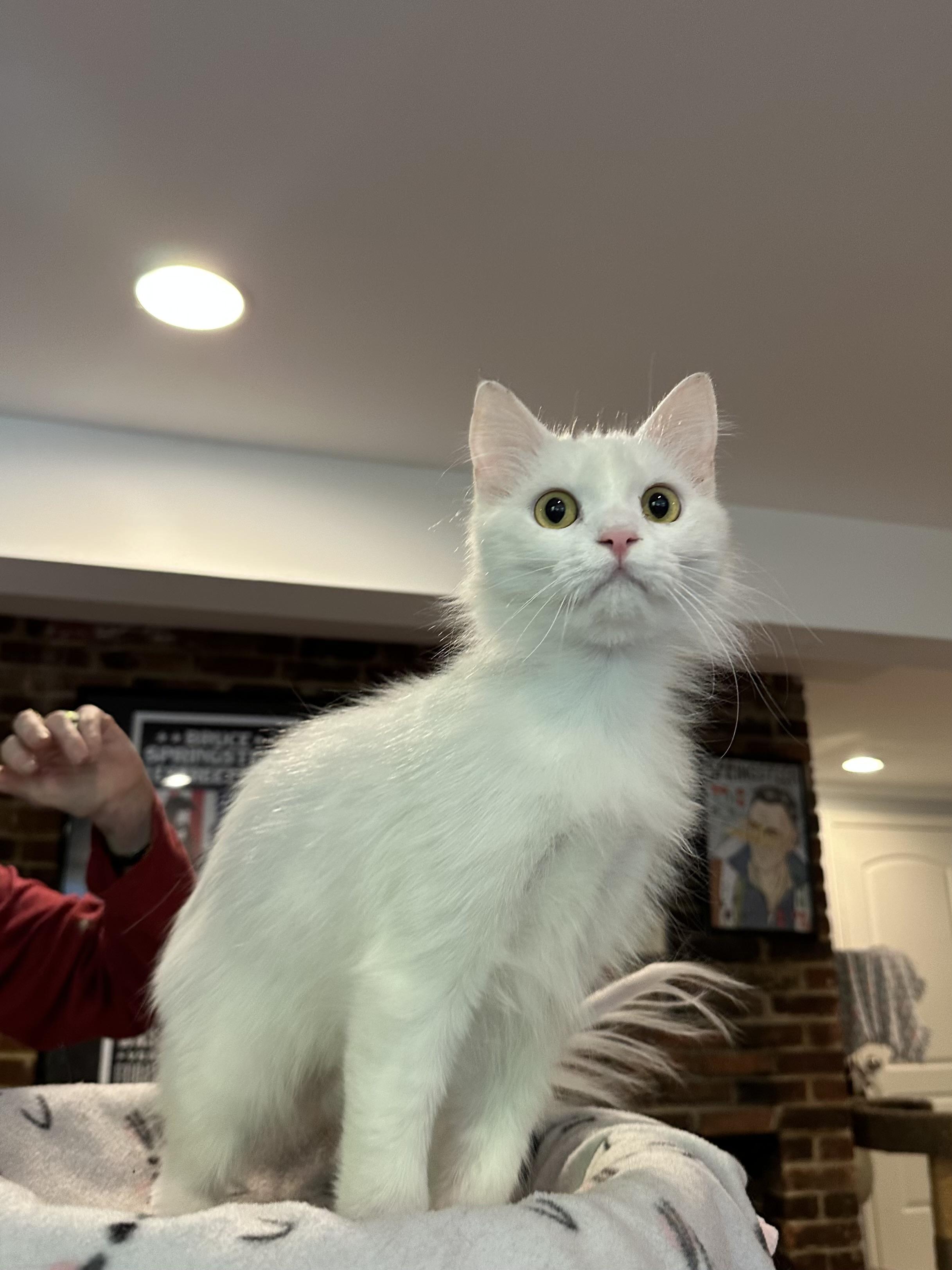 Atlas (part Persian), ADOPTABLE, Young Male Persian.
