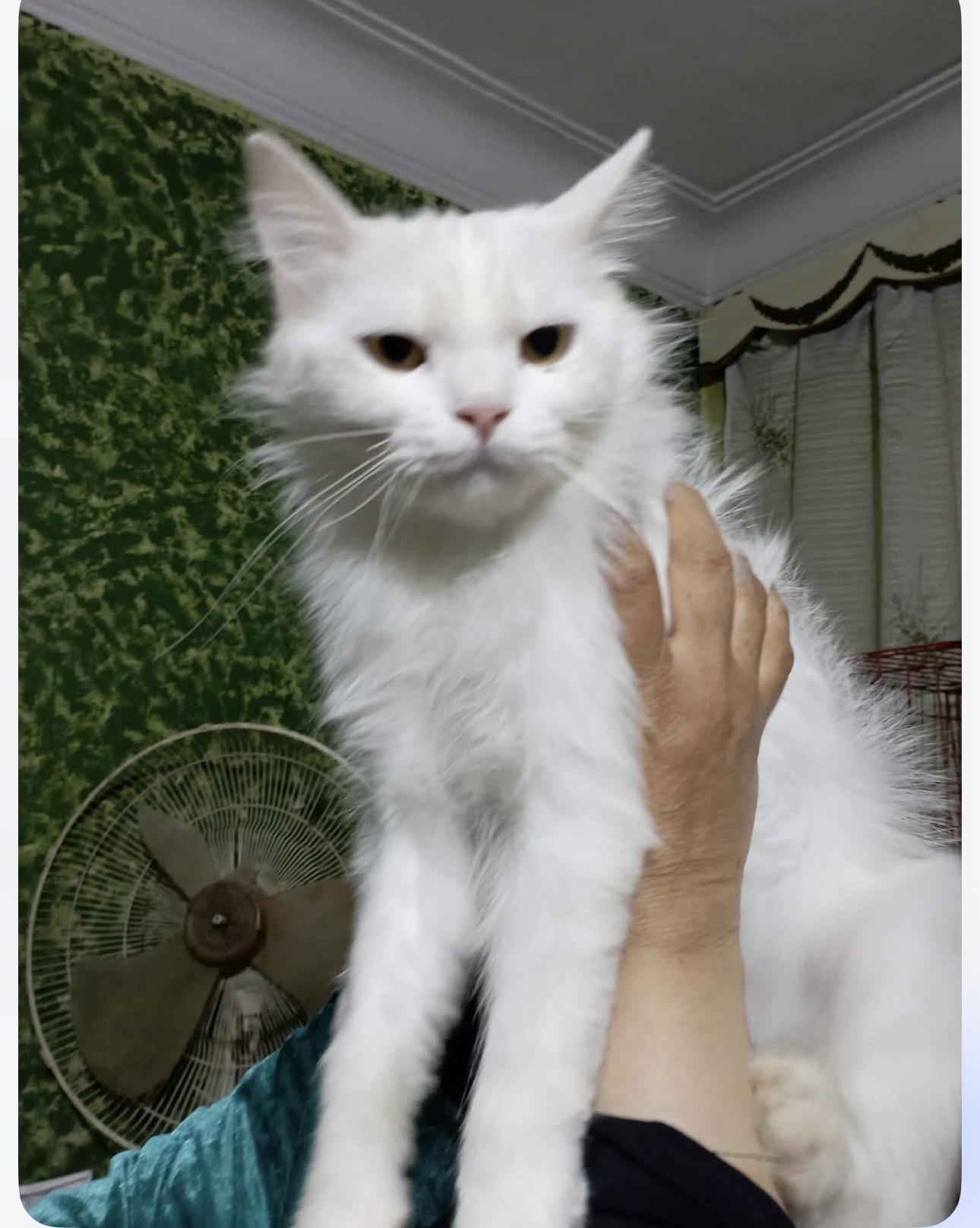 Atlas (part Persian), a ADOPTABLE Persian in Fairfax, VA image 2/4