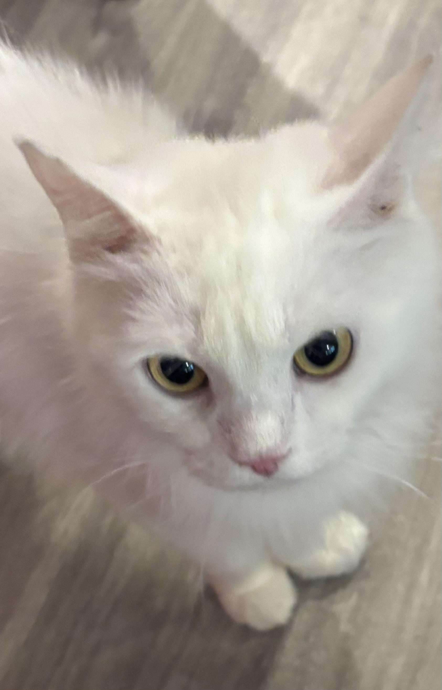 Atlas (part Persian), a ADOPTABLE Persian in Fairfax, VA image 3/4