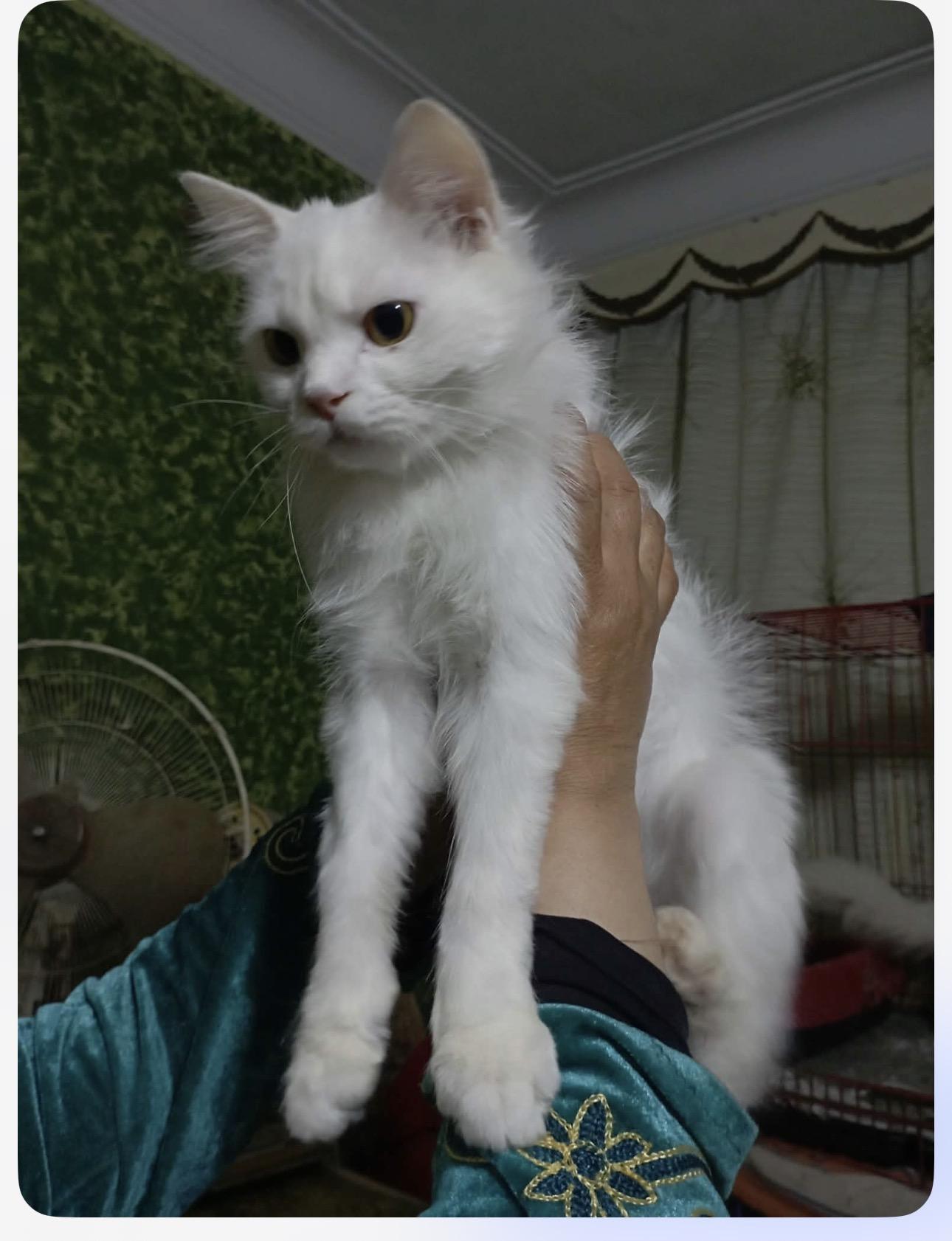 Atlas (part Persian), a ADOPTABLE Persian in Fairfax, VA image 4/4