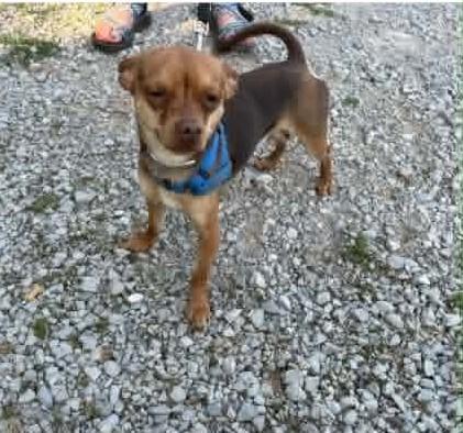 Pedro, a ADOPTABLE mixed breed in Homer Glen, IL image 2/5