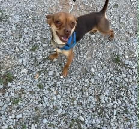Pedro, a ADOPTABLE mixed breed in Homer Glen, IL image 1/5