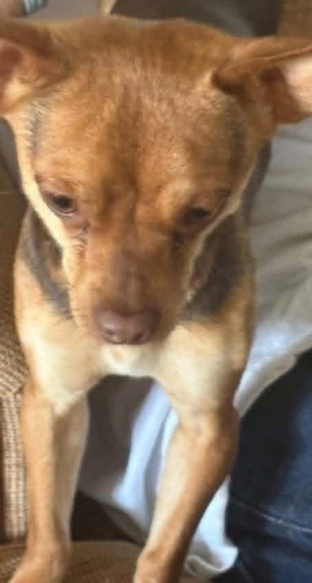 Pedro, a ADOPTABLE mixed breed in Homer Glen, IL image 3/5