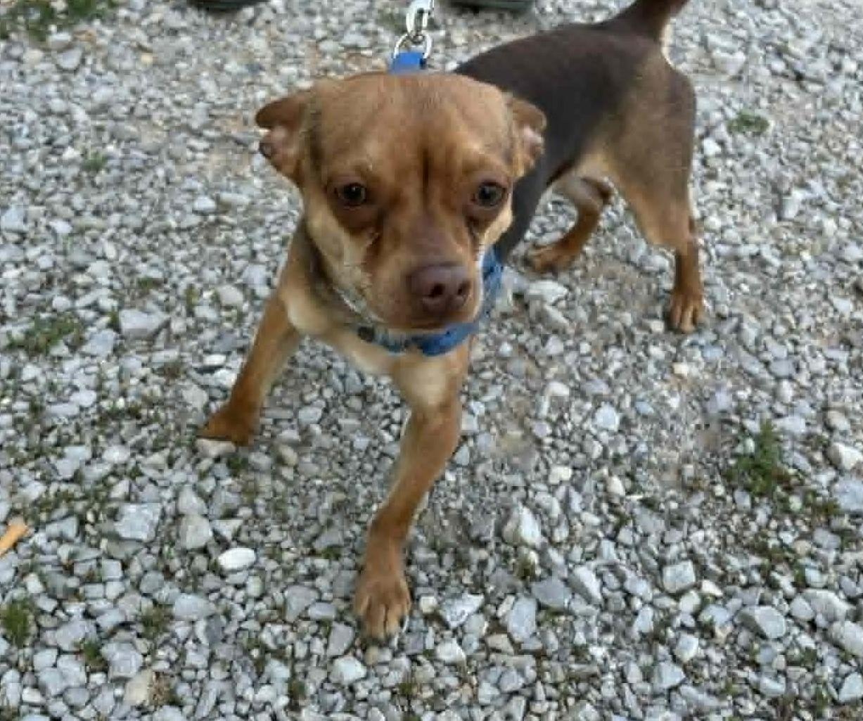 Pedro, a ADOPTABLE mixed breed in Homer Glen, IL image 4/5