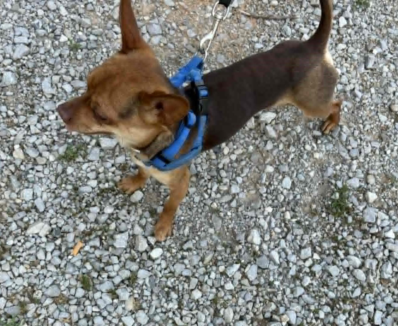 Pedro, a ADOPTABLE mixed breed in Homer Glen, IL image 5/5