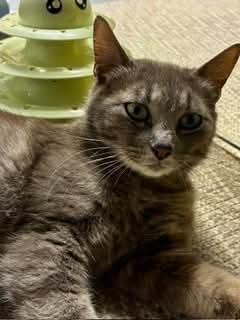 Eleanor, an adopted mixed breed in Gladstone, OR image 3/6