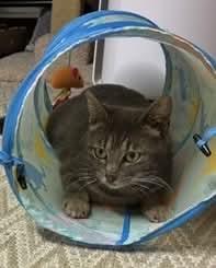 Eleanor, an adopted mixed breed in Gladstone, OR image 5/6