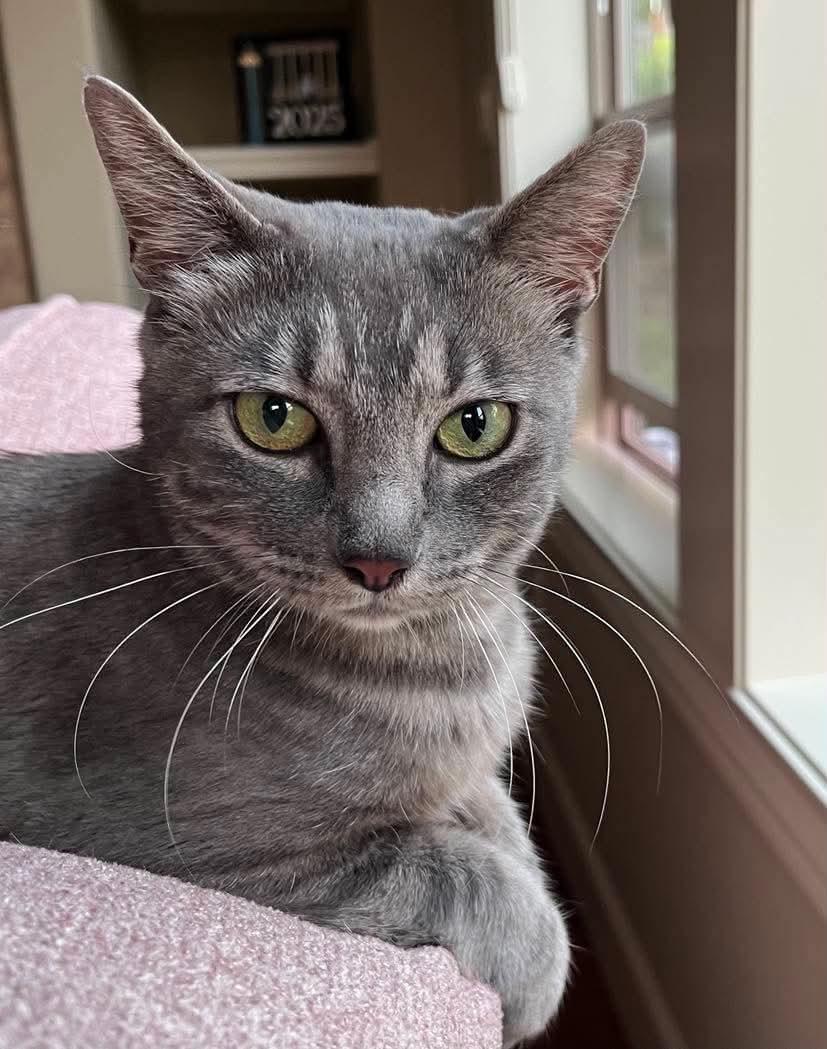 Eleanor, adopted, Adult Female Tabby & Domestic Short Hair.