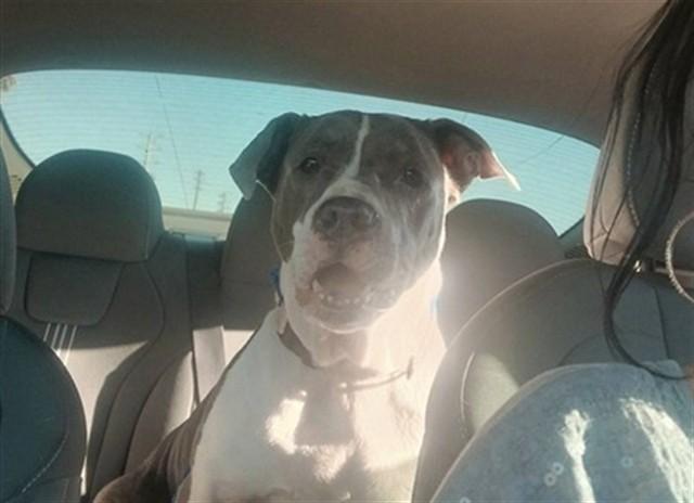 HAMMY — thumbnail 2