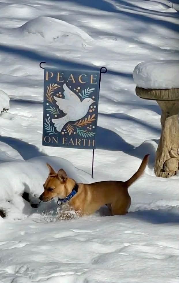 Prudence, Adoptable, Adult Female Dachshund & Chihuahua.