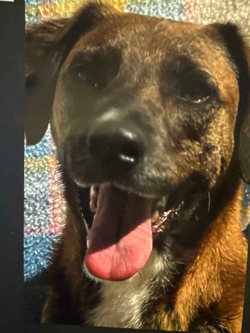 Enlarge DUCKY, a Adoptable mixed breed in Shawnee, OK image 1/2