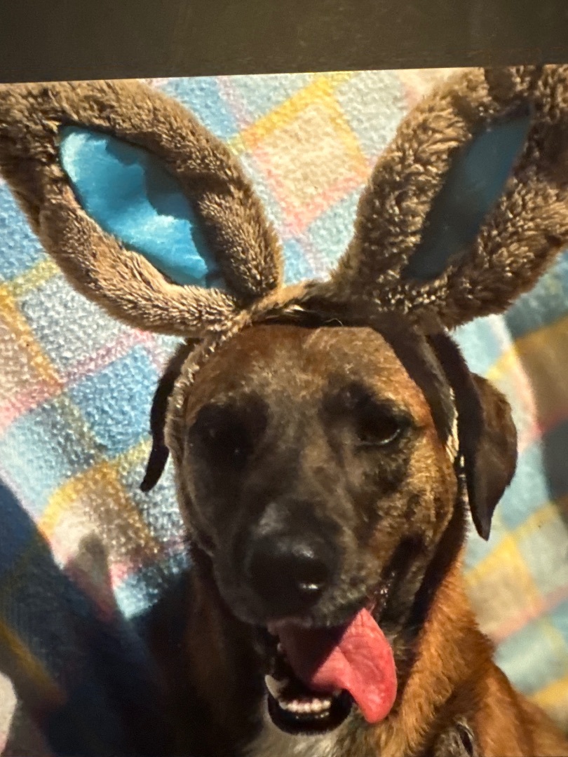 Enlarge DUCKY, a Adoptable mixed breed in Shawnee, OK image 2/2