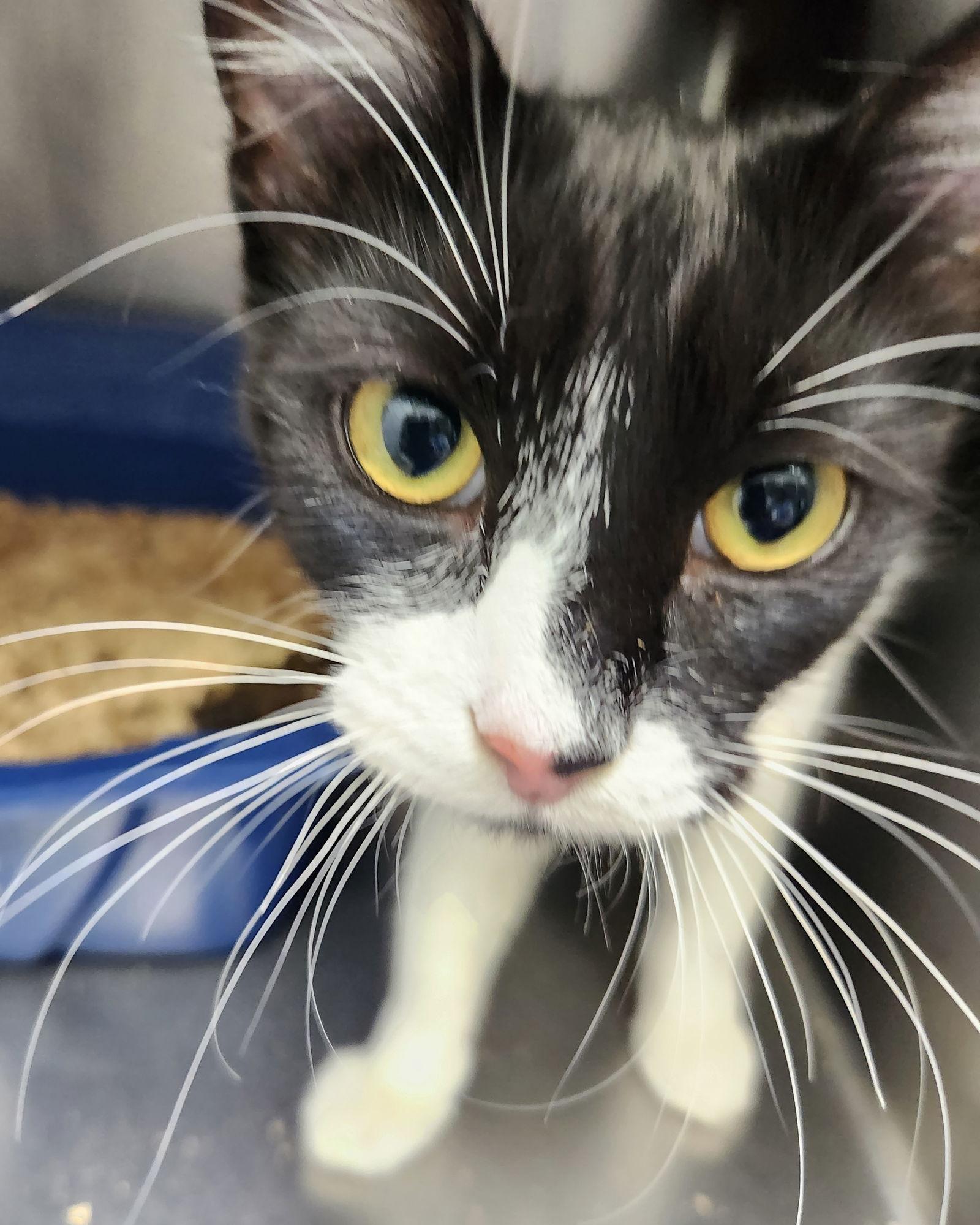 Celeste, Adopted, Kitten Female Domestic Short Hair.