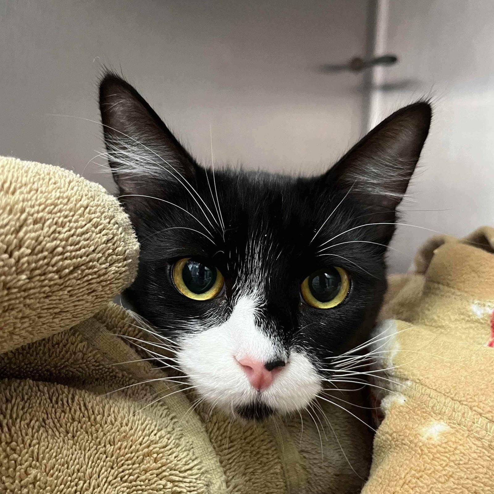 Enlarge Celeste, a Adopted Domestic Short Hair in Oakland, CA image 2/3