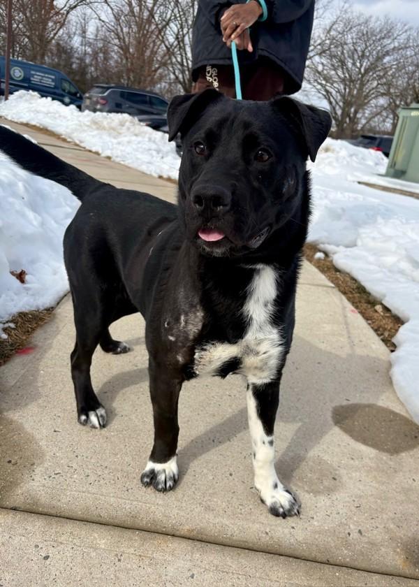 Enlarge Ace (in Foster), a Adoptable mixed breed in Skillman, NJ image 1/3