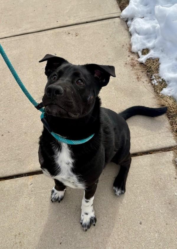 Enlarge Ace (in Foster), a Adoptable mixed breed in Skillman, NJ image 2/3