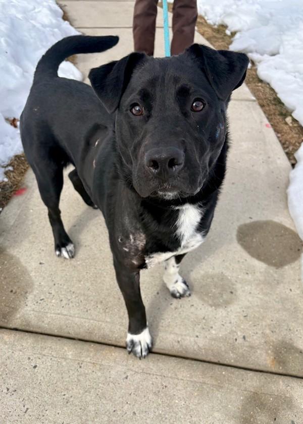 Enlarge Ace (in Foster), a Adoptable mixed breed in Skillman, NJ image 3/3